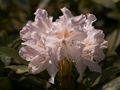 Rhododendron Dagmar Różanecznik